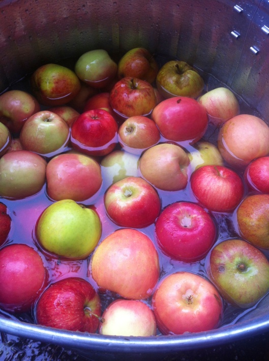 Barrel Of Apples